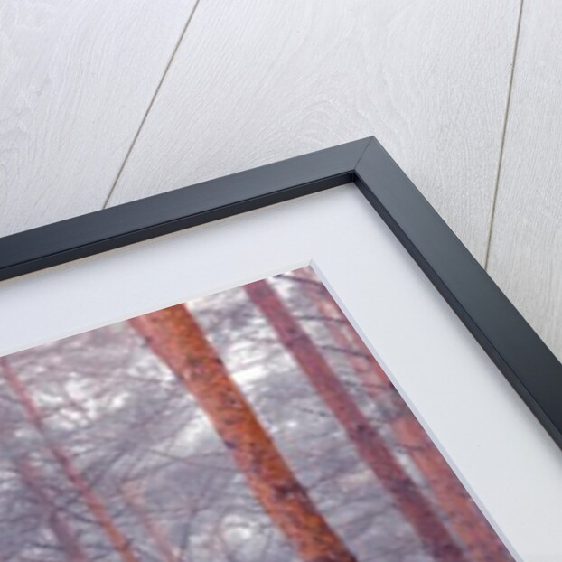 Tree trunks by Assaf Frank